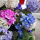 紫陽花