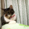 ねこ
