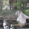 おばちゃん風入浴タイム
