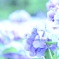 あじさい散歩。