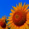 Sunflower...