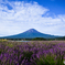 ラベンダーの香りに包まれる富士山