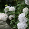 紫陽花2
