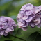 紫陽花4