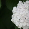 紫陽花5