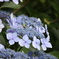 紫陽花6