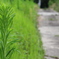 野草と小道