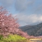河津桜