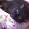 愛しき黒猫