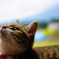 愛猫