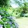 Hydrangea 