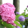 紫陽花②