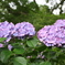 紫陽花④