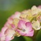 紫陽花