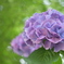 紫陽花