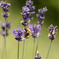_DSC4781_DxO