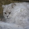 ねこ