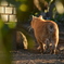 ねこあなる