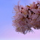 西洋桜…