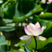 ハスの花２