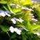 散歩道の額紫陽花