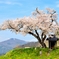 春待人   ～小沢の桜～