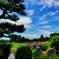 紫陽花と向日葵と五重塔と、そして埴輪と。
