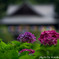 紫陽花と礼堂