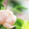 これも薔薇⁉