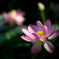 Lotus...
