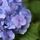 紫陽花