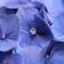 紫陽花