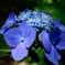 紫陽花の季節に