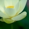変　身