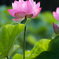 蓮の花3
