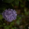 梅雨の花