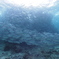 School of fish.