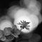 花のきもち