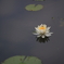 朝活