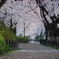 桜並木