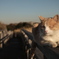 野良猫＠海岸