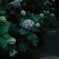 紫陽花５