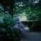 梅雨花