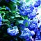 鎌倉の紫陽花