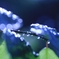 Art of rain Pt14