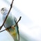 Blue Bird