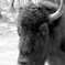 Buffalo