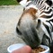 Hungry Zebra