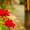 道端の花