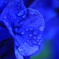 青より蒼い紫陽花